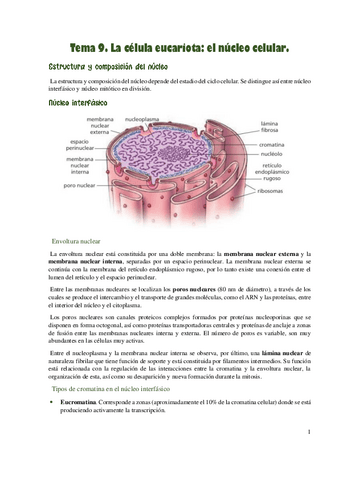 La-celula-eucariota-el-nucleo-celular..pdf