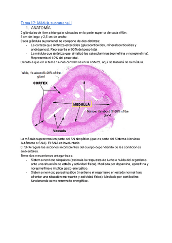 Tema-12-2.pdf