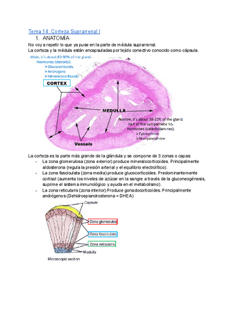 Tema-14-1.pdf
