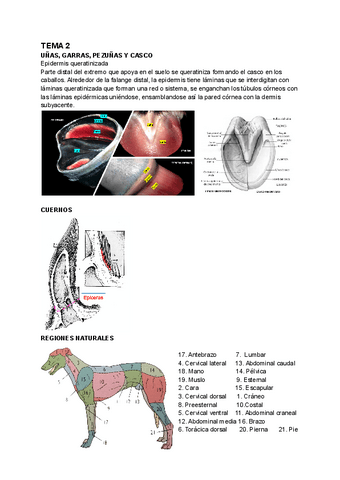 Anatomia-I-primer-parcial.pdf