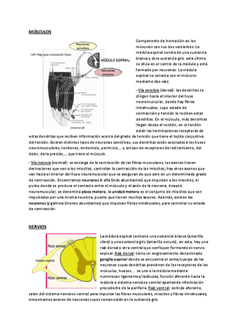 Anatomia-I-preguntas-desarrollo-1o-parcial.pdf
