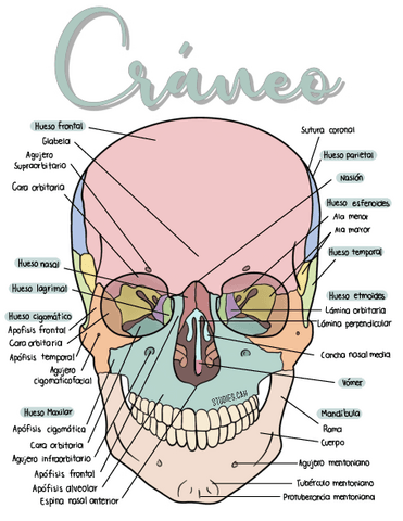 Craneo-.pdf