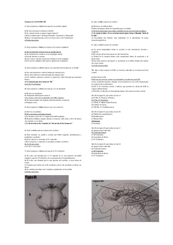 examen-de-anatomia.pdf
