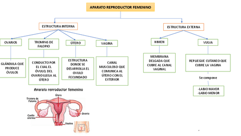 Aparato-reproductor-femenino.pdf