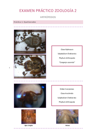 Práctico Zoología 2.pdf
