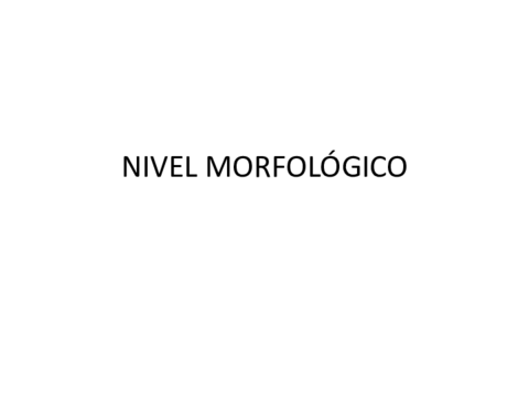3 Nivel morfológico.pdf