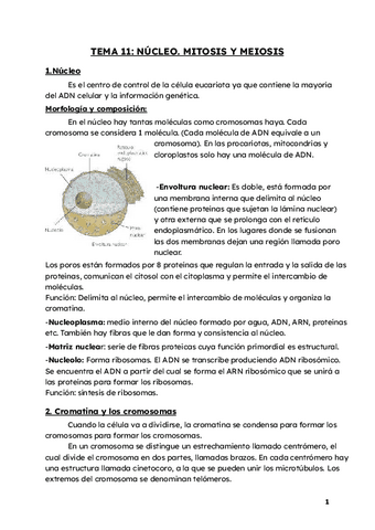 TEMA-11-NUCLEO.-MITOSIS-Y-MEIOSIS.pdf