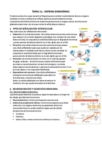 APUNTES-T.-11.-Sistema-endocrino.pdf