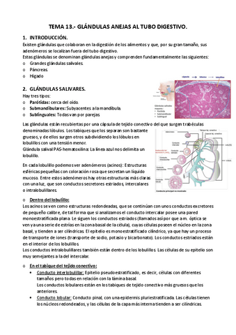 APUNTES-T.-13.-Glandulas-ajenas-al-tubo-digestivo..pdf