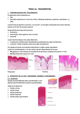 APUNTES-T.-14.-Tegumentos.pdf