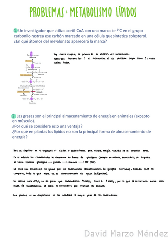 Problemas-Lipidos.pdf