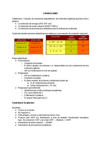 CATABOLISMO.pdf