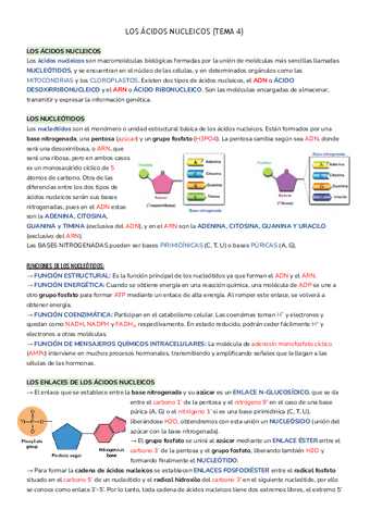 LOS-ACIDOS-NUCLEICOS-5.pdf