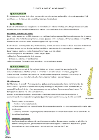 LOS-ORGANULOS-NO-MEMBRANOSOS-7.2.pdf