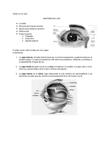 Copia-de-Fisiologia-ocular.pdf