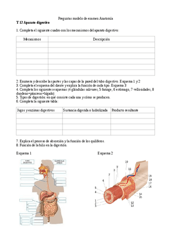 Anato-3-ex.pdf