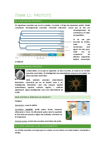 Tema-11.1-protists.pdf