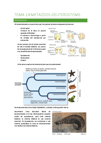 5.-deuterostomms.pdf