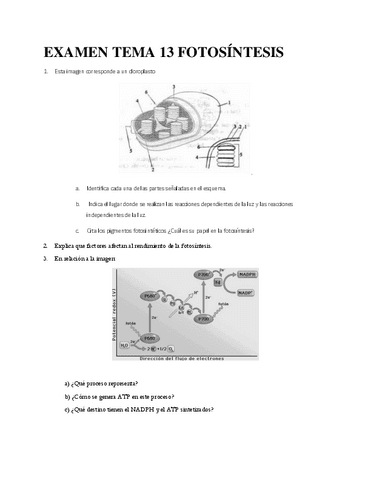 EXAMEN-FOTOSINTESIS.pdf
