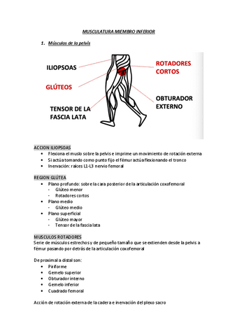 musculatura-miembro-inferior.pdf