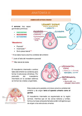 Desarrollo sistema urinario.pdf