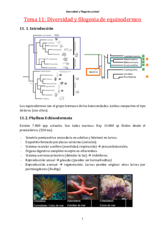 Tema11-Equinodermos.pdf