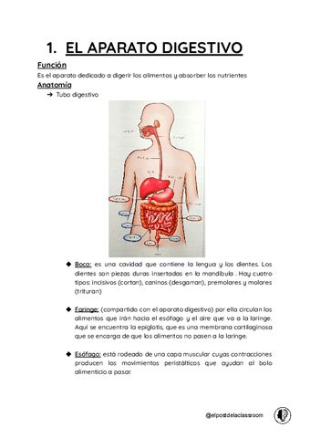 Tema-3-Biologia-sin-colores.pdf