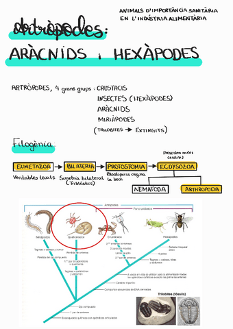 tema-12-artropodes-terrestres-aracnids-i-insectes.pdf