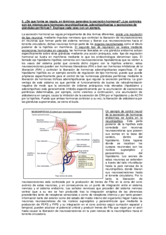 respuestas endocrino.pdf