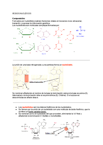 Acidos-nucleicos.pdf