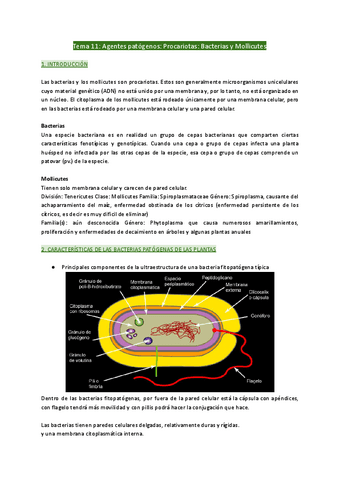Tema-11-Agentes-patogenos-Procariotas-Bacterias-y-Mollicutes.pdf