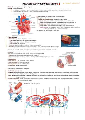 Circulatorio-.pdf