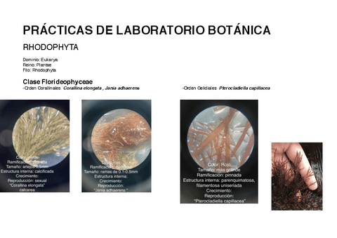 manual-lab-botanica.pdf