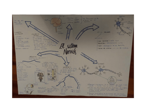 Esquema-El-sistema-nervios.pdf