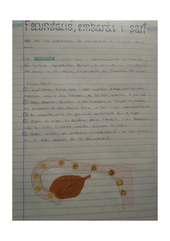 Fecundacio-i-embaras.pdf