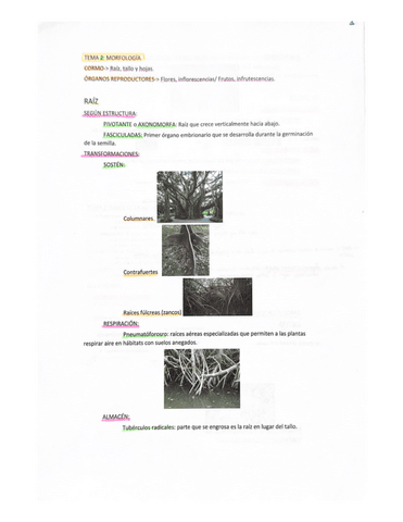 1-PARCIAL-BOTANICA.pdf