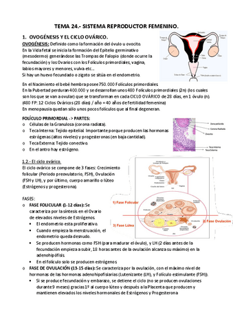 APUNTES-T.-24.-Sistema-reproductor-femenino-impr..pdf