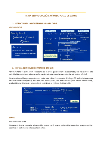 T11-pollos.pdf