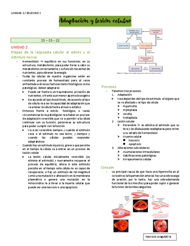 Odontologia-AdaptacionYLesionCelular.pdf