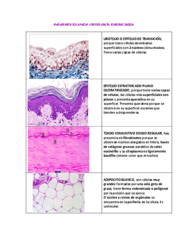 EXAMEN-HISTOLOGIA-IMAGENES-ENERO-2023.pdf