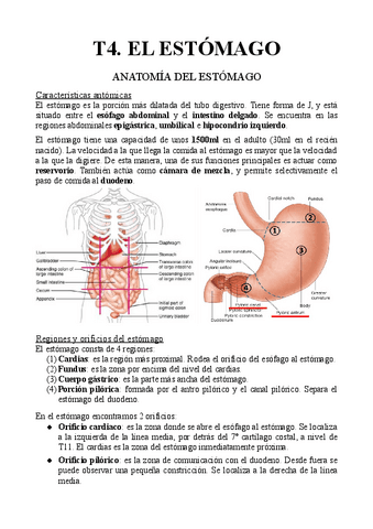 T4.-El-estomago.pdf