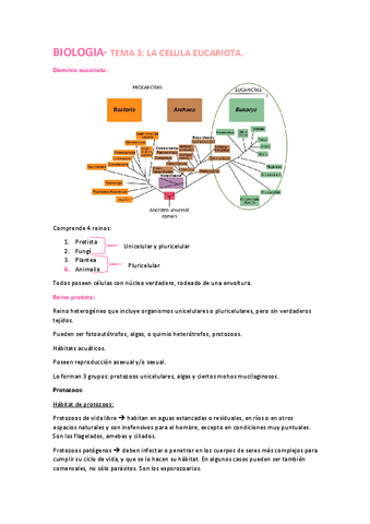 Tema-3-eucariotas.pdf