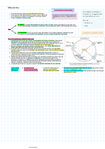 Musculo-liso.pdf