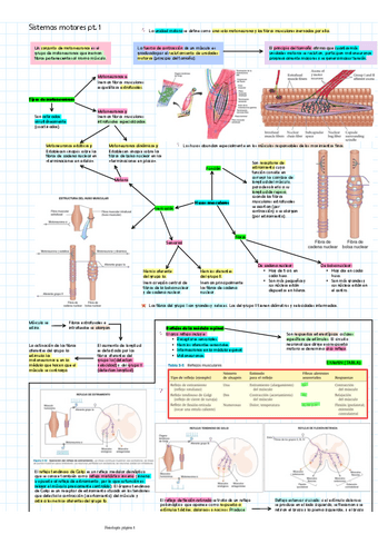 Sistemas-motores-pt.-1nervioso.pdf