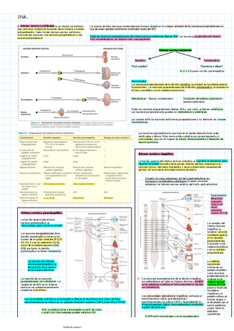 SNAnervioso.pdf