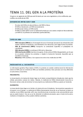 T.11 del gen a la proteína.pdf
