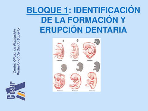 Desarrollo-embriologico-dental.pdf