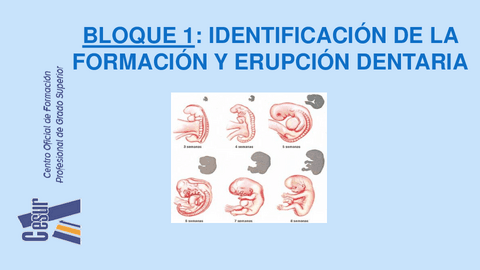 Grupos-dentarios-y-nomenclatura.pdf