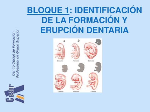 Desarrollo-embriologico.pdf