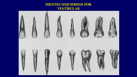 Ilustraciones-denticion-permanente.pdf